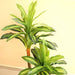 Artificial Dracaena fragrans “Massangeana” 120cm - Greensouq - 