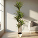 Artificial Dracaena Marginata 150cm - Greensouq - 