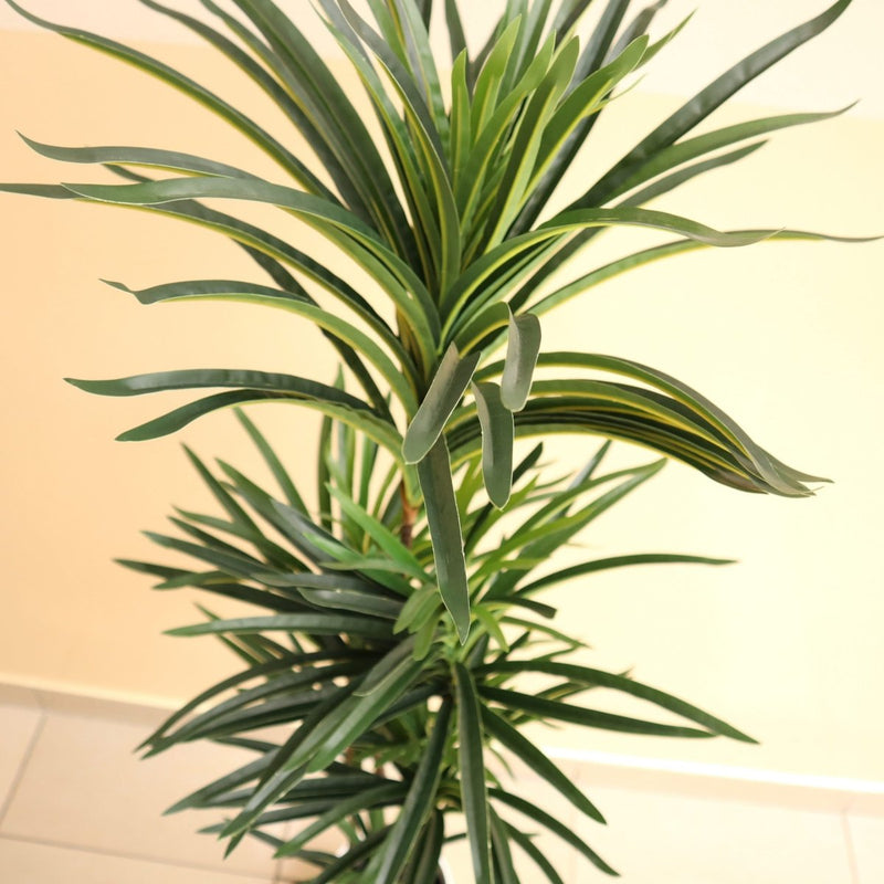 Artificial Dracaena Marginata 150cm - Greensouq - 