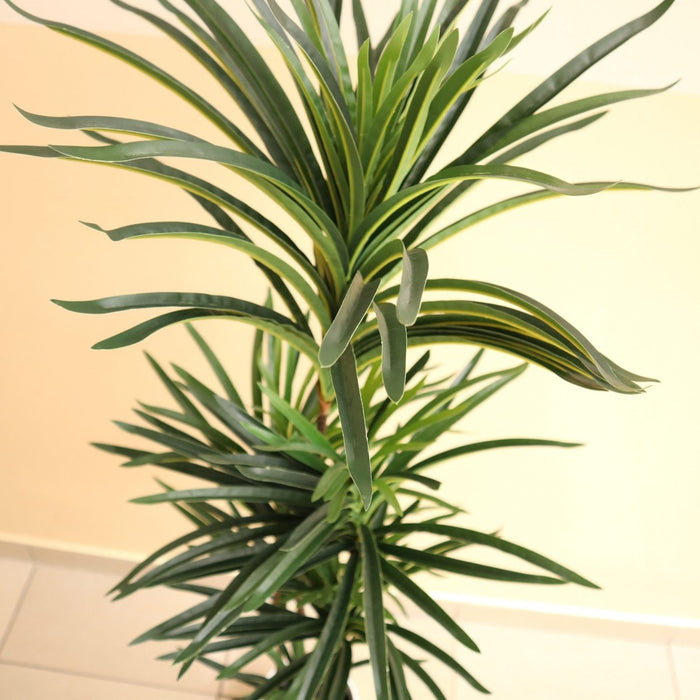 Artificial Dracaena Marginata 150cm - Greensouq - 
