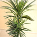 Artificial Dracaena Marginata 150cm - Greensouq - 