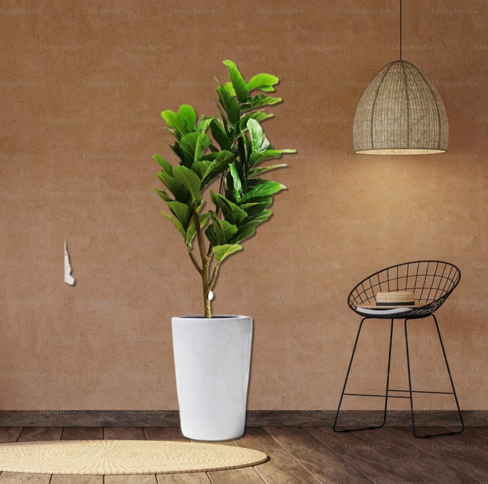 Artificial Ficus lyrata or Fiddle Leaf Fig Tree 1.5m - Greensouq - 