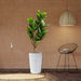 Artificial Ficus lyrata or Fiddle Leaf Fig Tree 1.5m - Greensouq - 