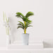 Artificial Kentia Palm 90cm - Greensouq - 