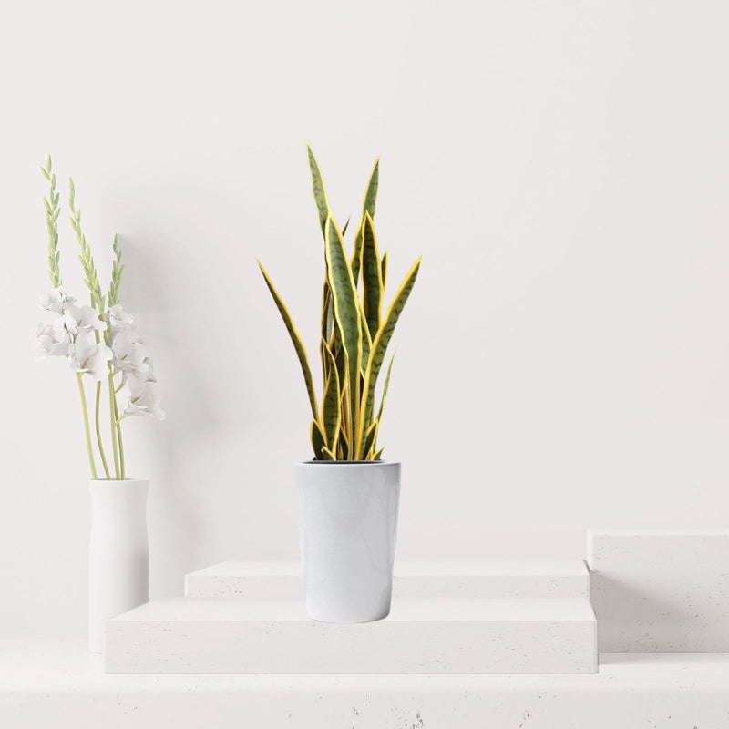 Artificial Sansevieria trifasciata "Snake Plant" 95cm - Greensouq - 