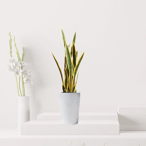 Artificial Sansevieria trifasciata "Snake Plant" 95cm - Greensouq - 