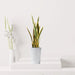 Artificial Sansevieria trifasciata "Snake Plant" 95cm - Greensouq - 