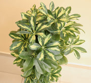 Artificial Schefflera arboricola "Gold Capella" 120cm - Greensouq - 