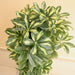 Artificial Schefflera arboricola "Gold Capella" 120cm - Greensouq - 