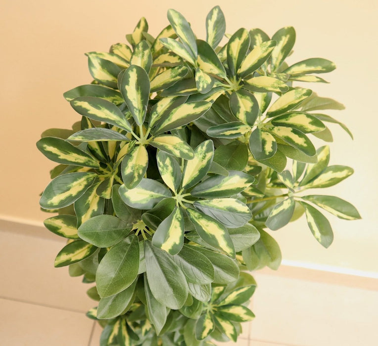 Artificial Schefflera arboricola "Gold Capella" 120cm - Greensouq - 