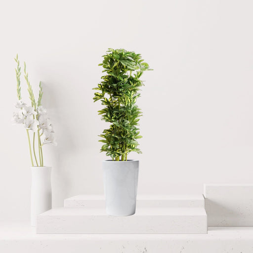 Artificial Schefflera arboricola "Gold Capella" 120cm - Greensouq - 