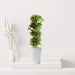 Artificial Schefflera arboricola "Gold Capella" 120cm - Greensouq - 