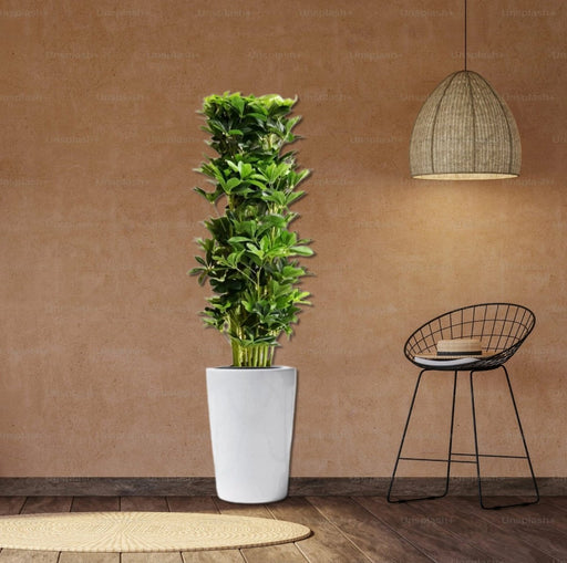 Artificial Schefflera arboricola "Green" 120cm - Greensouq - 