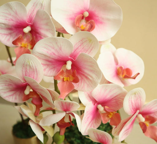 Artificial White Orchids 50cm - Greensouq - 