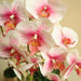 Artificial White Orchids 50cm - Greensouq - 