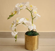Artificial White Orchids 50cm - Greensouq - 