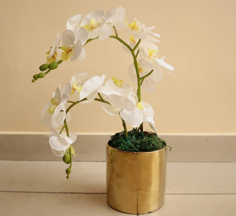 Artificial White Orchids 50cm - Greensouq - 