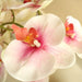 Artificial White Orchids 50cm - Greensouq - 