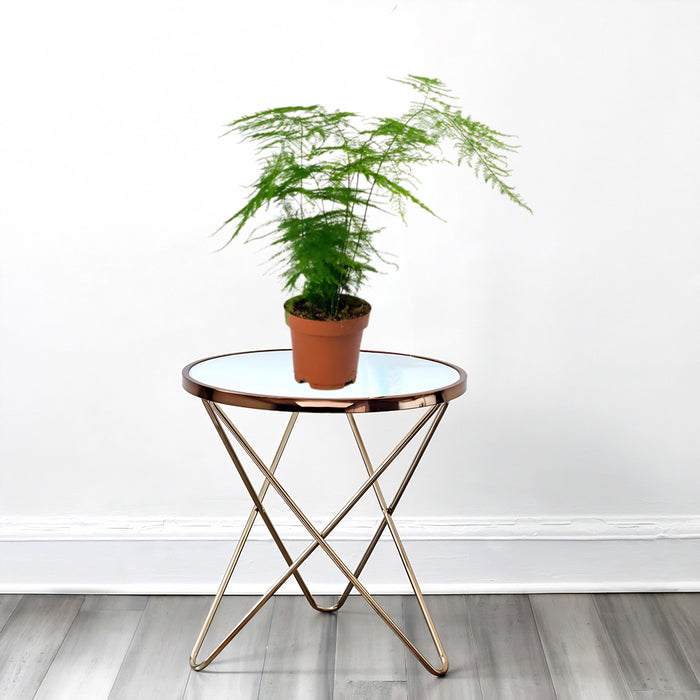 Asparagus Setaceus (20-30 cm)