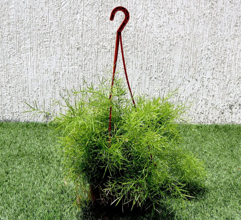 Asparagus Hanging - Greensouq - 