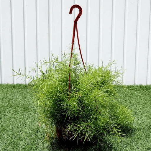 Asparagus Hanging - Greensouq - 