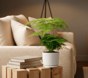 Asparagus Setaceus (20 - 30 cm) - Greensouq - 