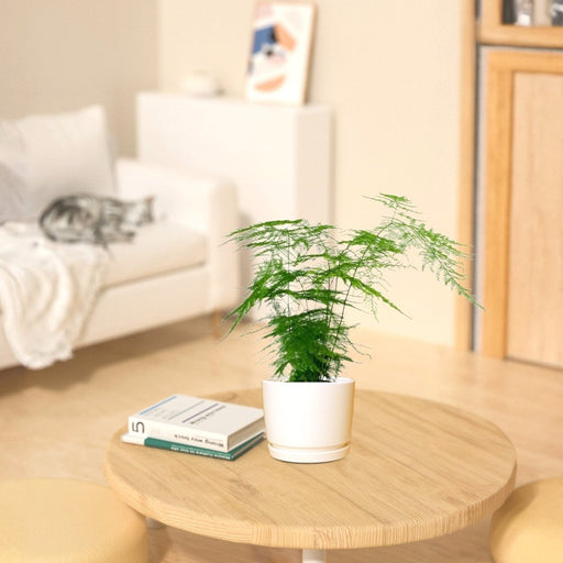 Asparagus Setaceus (20 - 30 cm) - Greensouq - 