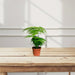 Asparagus Setaceus (20 - 30 cm) - Greensouq - 