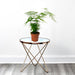 Asparagus Setaceus (20 - 30 cm) - Greensouq - 