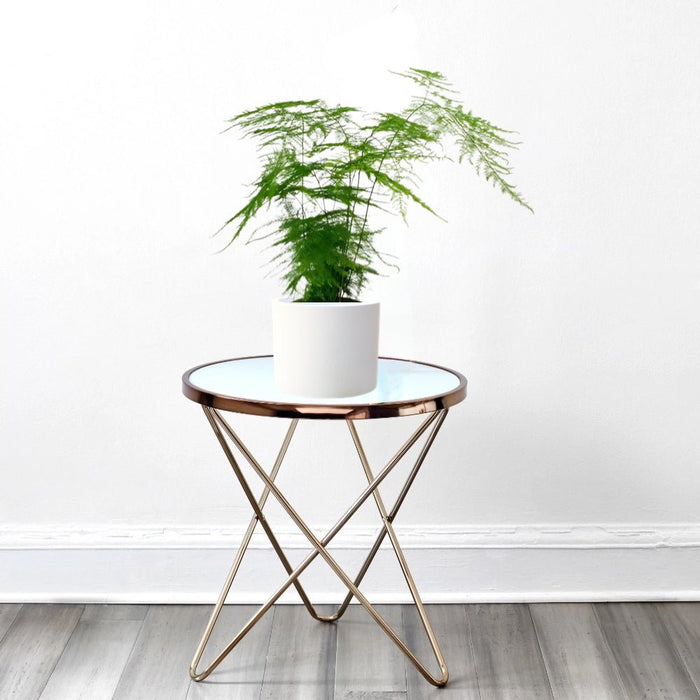 Asparagus Setaceus (20 - 30 cm) - Greensouq - 
