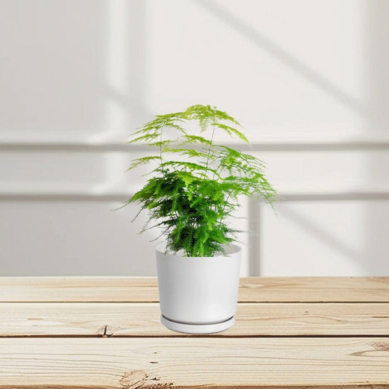 Asparagus Setaceus (20 - 30 cm) - Greensouq - 