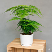 Asparagus Setaceus (20 - 30 cm) - Greensouq - 