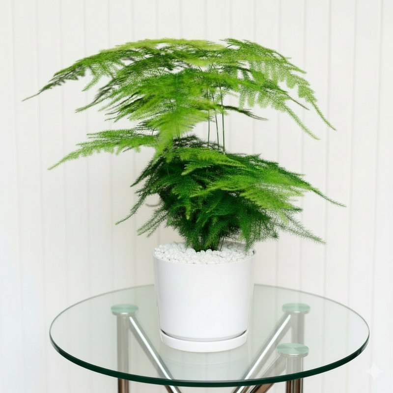 Asparagus Setaceus (25-35cm)