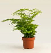 Asparagus Setaceus (25 - 35cm) - Greensouq - 