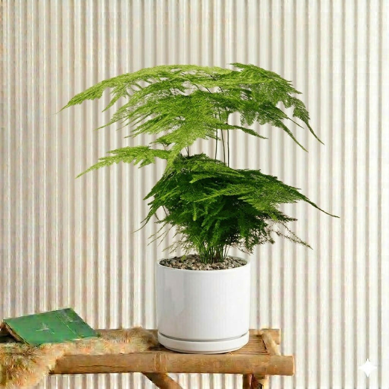 Asparagus Setaceus (25 - 35cm) | Dubai's Best Plants! - Greensouq - 
