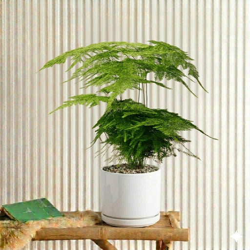 Asparagus Setaceus (25 - 35cm) | Dubai's Best Plants! - Greensouq - 