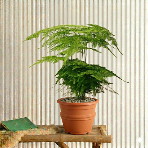 Asparagus Setaceus (25 - 35cm) | Dubai's Best Plants! - Greensouq - 