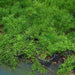 Asparagus Sprengeri, Emerald Feather or Emerald fern "Sprenger's Asparagus" - Greensouq - 