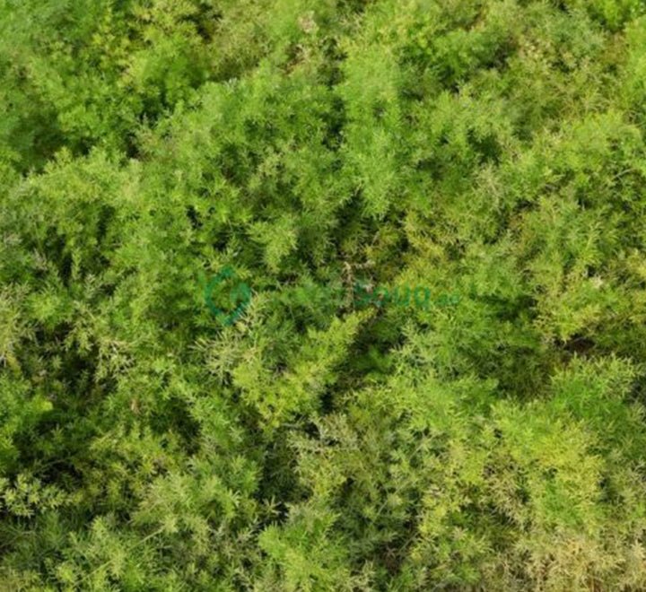 Asparagus Sprengeri, Emerald Feather or Emerald fern "Sprenger's Asparagus" - Greensouq - 
