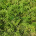 Asparagus Sprengeri, Emerald Feather or Emerald fern "Sprenger's Asparagus" - Greensouq - 