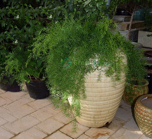 Asparagus Sprengeri, Emerald Feather or Emerald fern "Sprenger's Asparagus" - Greensouq - 