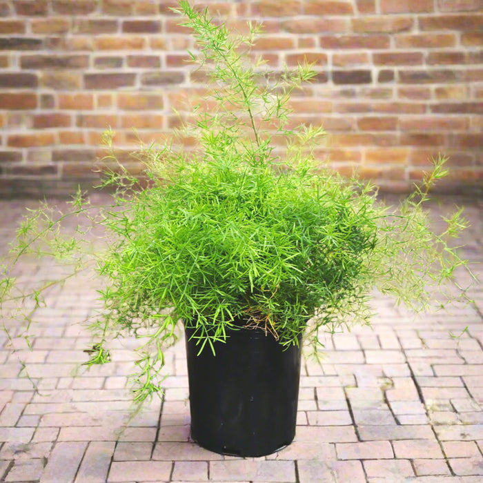 Asparagus Sprengeri, Emerald Feather or Emerald fern "Sprenger's Asparagus"