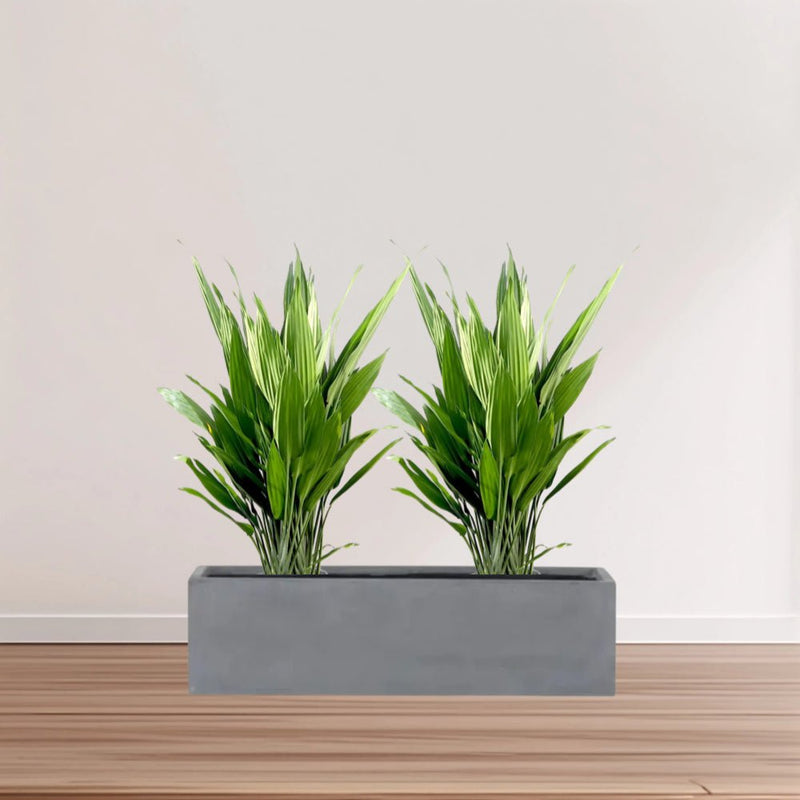 Aspidistra 1m to 1.2m Set of 2 Plants in Fiber Glass (GRP) Pot - Greensouq -