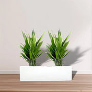 Aspidistra 1m to 1.2m Set of 2 Plants in Fiber Glass (GRP) Pot - Greensouq -