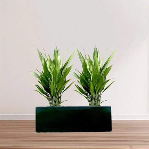 ASPIRADAS 1m to 1.2m Set of 2 Plants in Fiber Glass (GRP) Pot - Greensouq - 