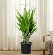 Aspiradas Aspidistras | Indoor Cast Iron Plant 0.8 - 1.0m - Greensouq - 