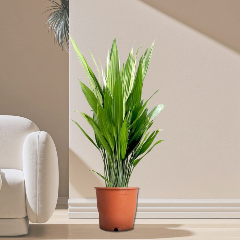 Aspiradas | Aspidistras Indoor Plant | Cast Iron Plant 0.8 - 1.0m - Greensouq - 