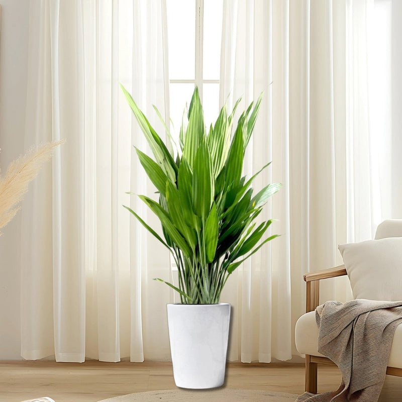 Aspiradas | Aspidistras Indoor Plant | Cast Iron Plant 0.8 - 1.0m - Greensouq - 