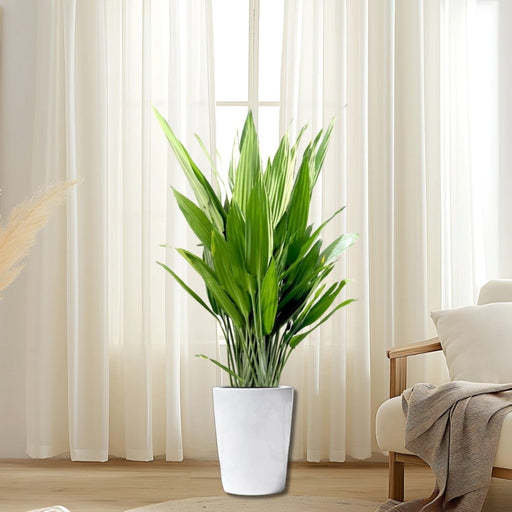 Aspiradas | Aspidistras Indoor Plant | Cast Iron Plant 0.8 - 1.0m - Greensouq - 