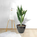 Aspiradas | Aspidistras Indoor Plant | Cast Iron Plant 0.8 - 1.0m - Greensouq - 